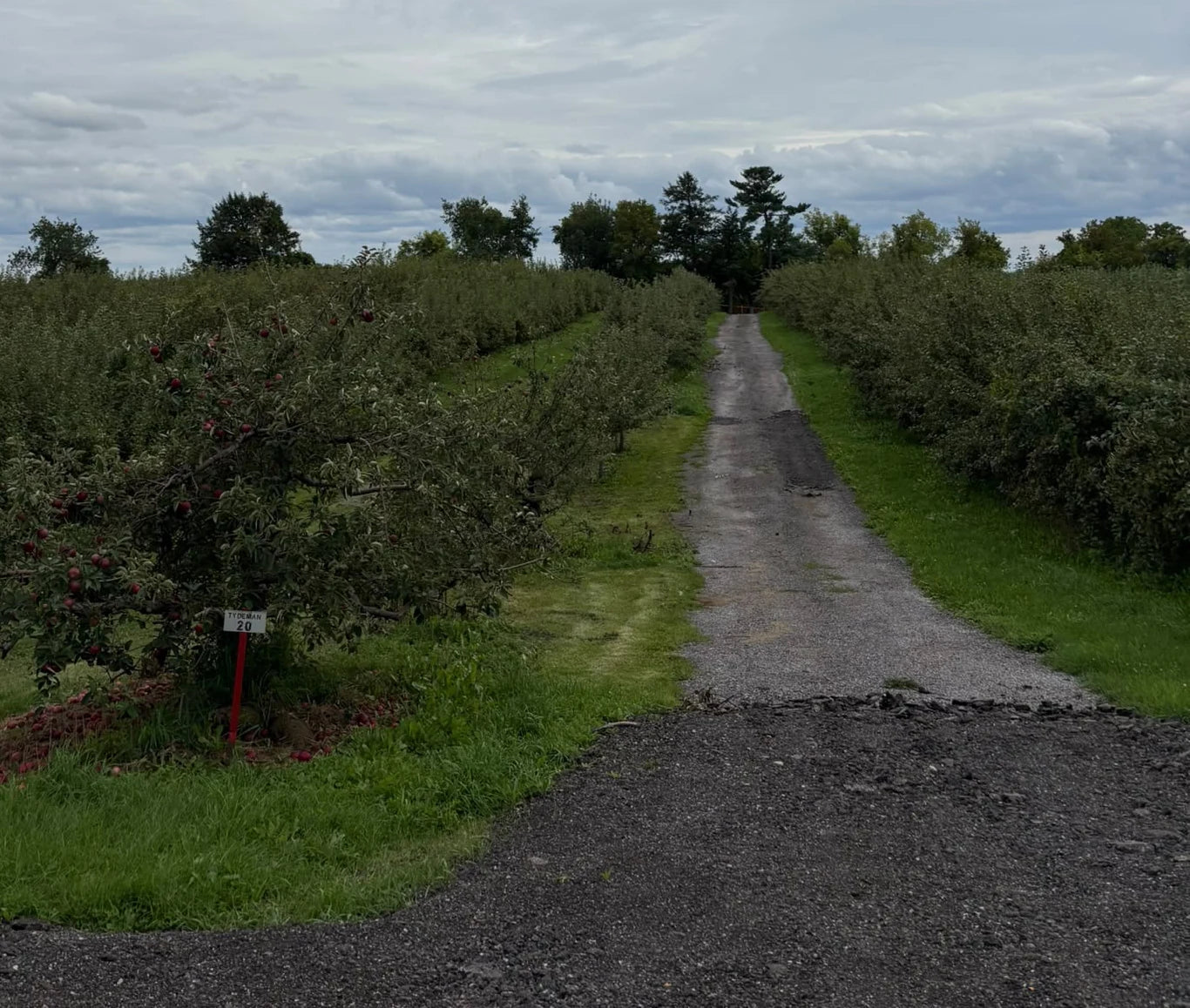 Apple trees lining an orchard path at Royal Orchards