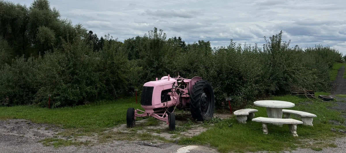 Pink tractor and picnic table at Royal Orchards