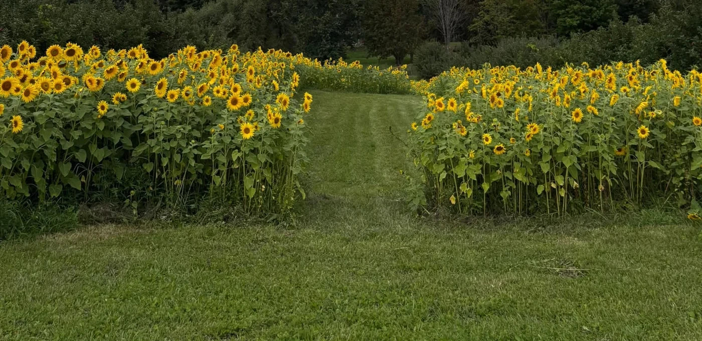 Sunflower-lined path at Royal Orchards